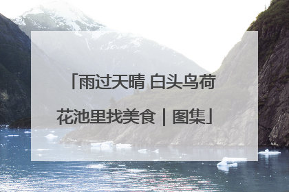 雨过天晴 白头鸟荷花池里找美食｜图集