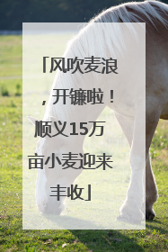 风吹麦浪，开镰啦！顺义15万亩小麦迎来丰收