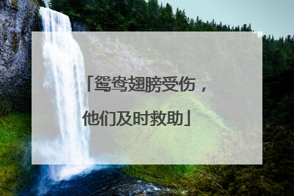 鸳鸯翅膀受伤，他们及时救助